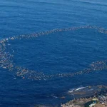 Hommage bondi beach