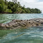 Crocodile surf mentawaii indonésie