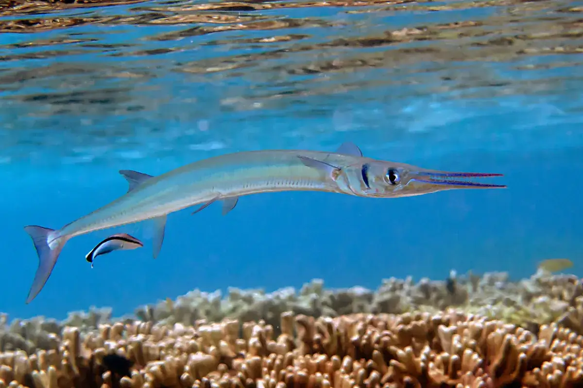 Il part surfer à Pavones, il ressort avec un poisson planté dans le cœur