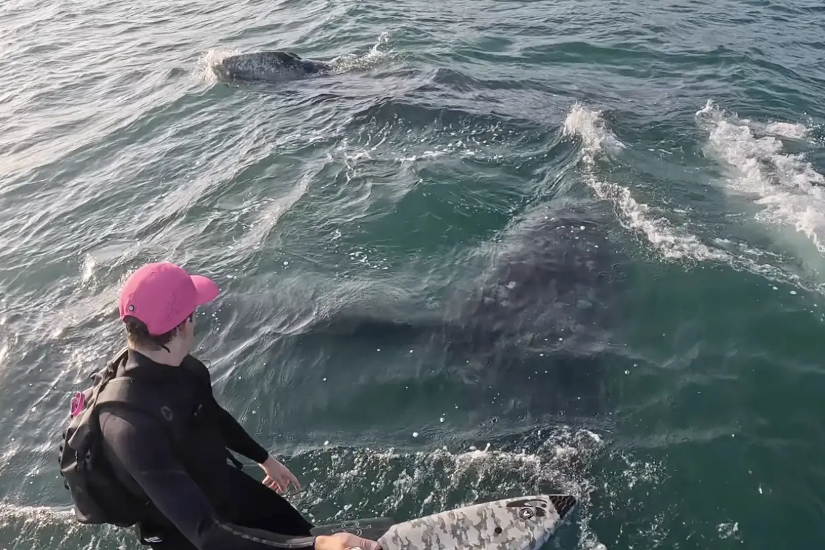 Session surréaliste en Californie : un hydrofoil catapulté par le coup de queue d&rsquo;une baleine grise