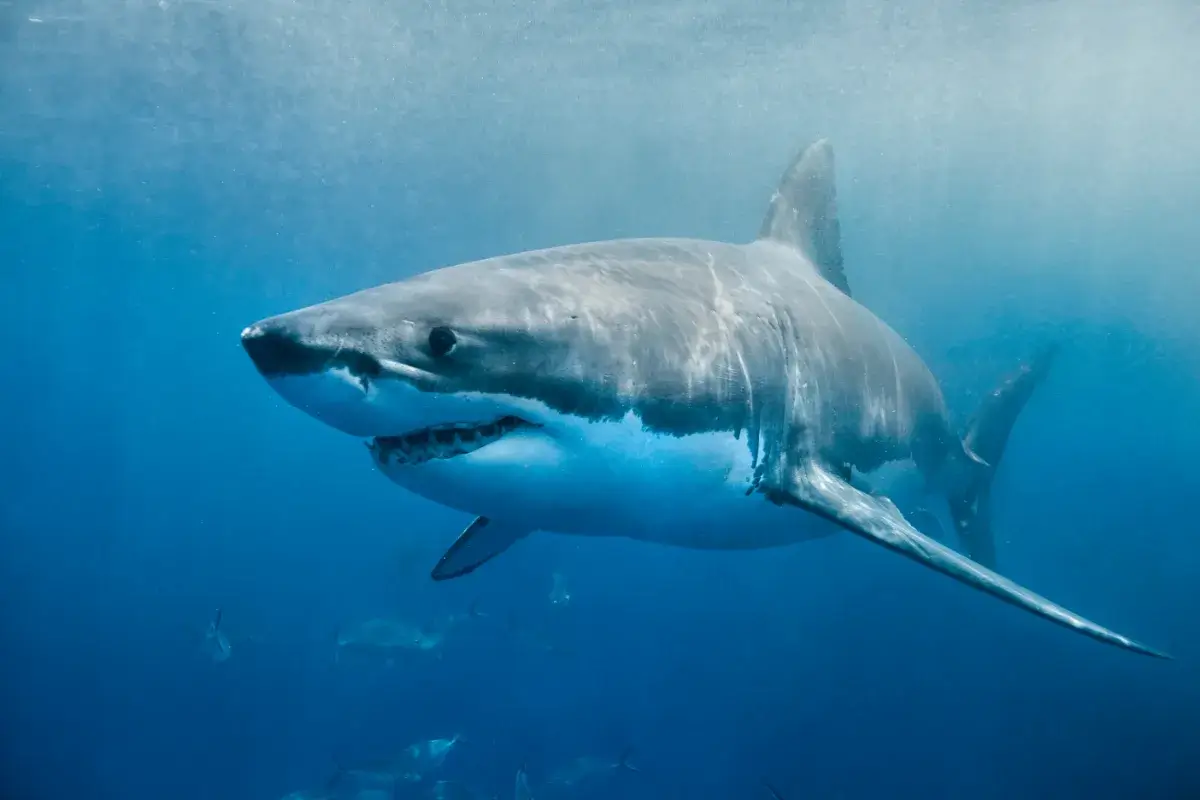 Un potentiel grand requin blanc de 4 mètres s’invite au large de Nazaré